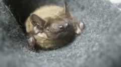 Home bat: czy warto i jakie trudności czekają w treści?